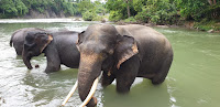 Bukit Lawang - Day Trip to Tangkahan - Image 6