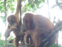 Bukit Lawang Tours - 1 Day (Medan - Bukit Lawang & Orangutans) - Image 1