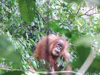 Bukit Lawang Tours - 1 Day (Medan - Bukit Lawang & Orangutans) - Image 7
